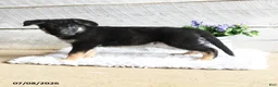 German Shepherd dogs for sale: Maverick - Ad 5