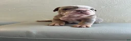 English Bulldog dogs for sale: English Bulldog 1 - Ad 2