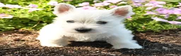 West Highland Terrier dogs for sale: Jaxon - Ad 2