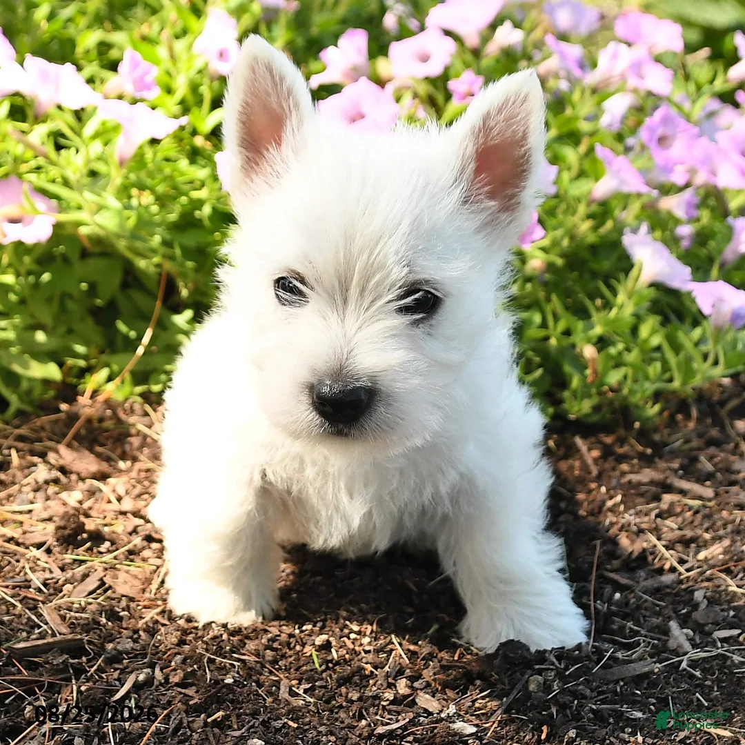 West Highland Terrier dogs for sale: Jaxon - Ad 2