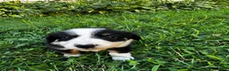 Australian Shepherd dogs for sale: Glory - Ad 9