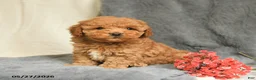 Maltipoo dogs for sale: Snickers - Ad 2