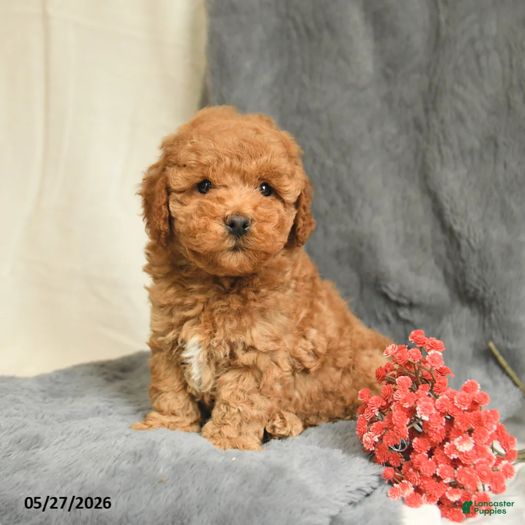 Maltipoo dogs for sale: Snickers - Ad 2