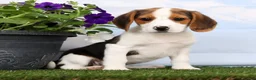 Beagle dogs for sale: Dash - Ad 1