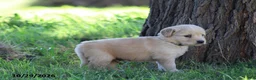Golden Retriever dogs for sale: Ollie - Ad 4