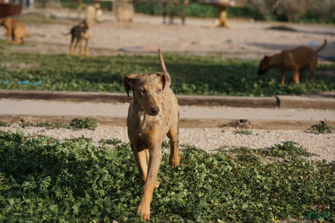 Mixed Breed dogs for sale: POL Lilac Fawn Merle F RT - Ad 10