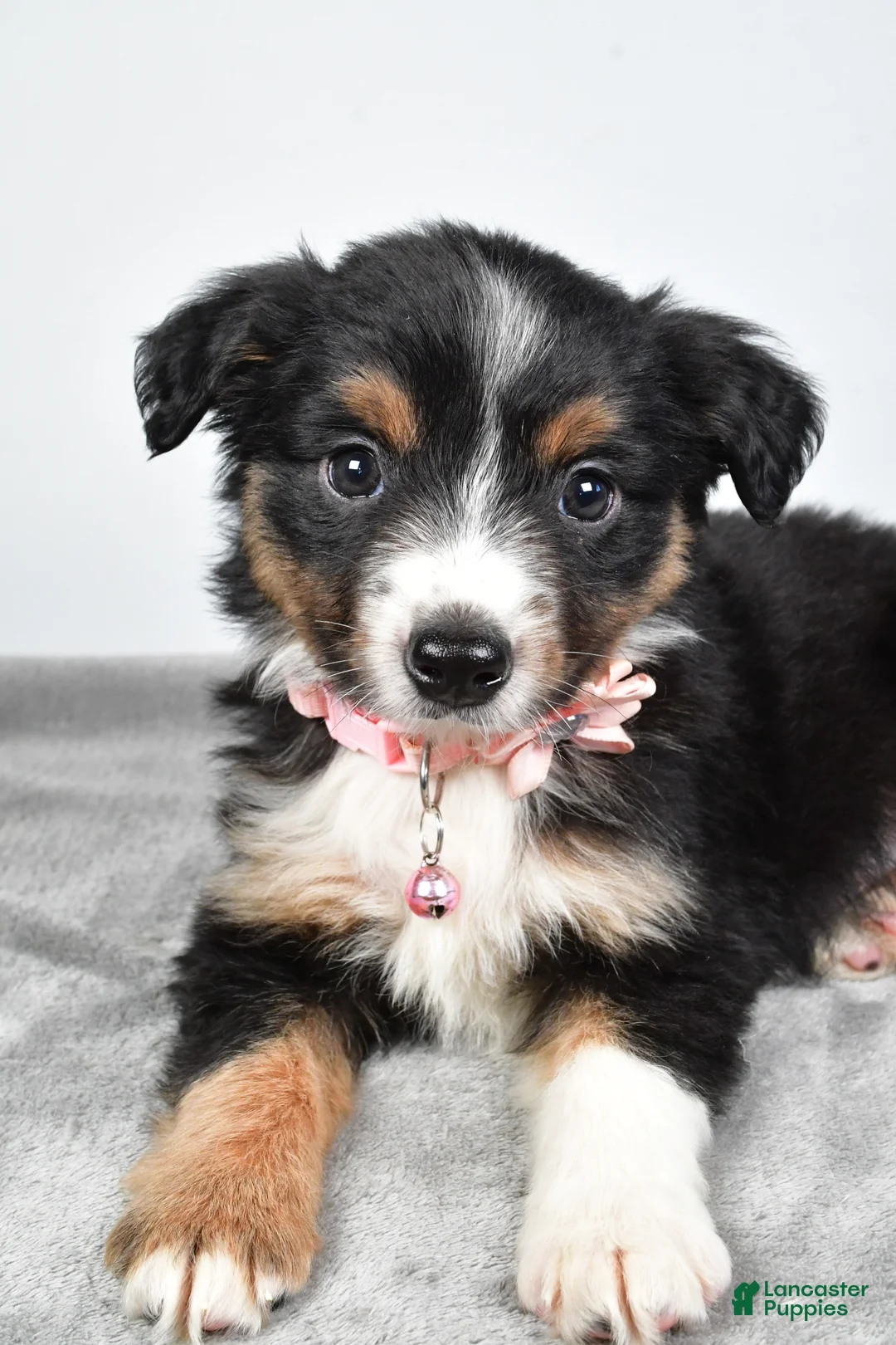Miniature Australian Shepherd dogs for sale: Olympia - Ad 2