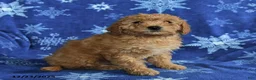 Mini Goldendoodle dogs for sale: Eve - Ad 4