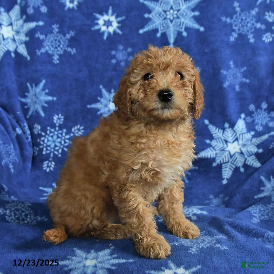 Mini Goldendoodle dogs for sale: Eve - Ad 4
