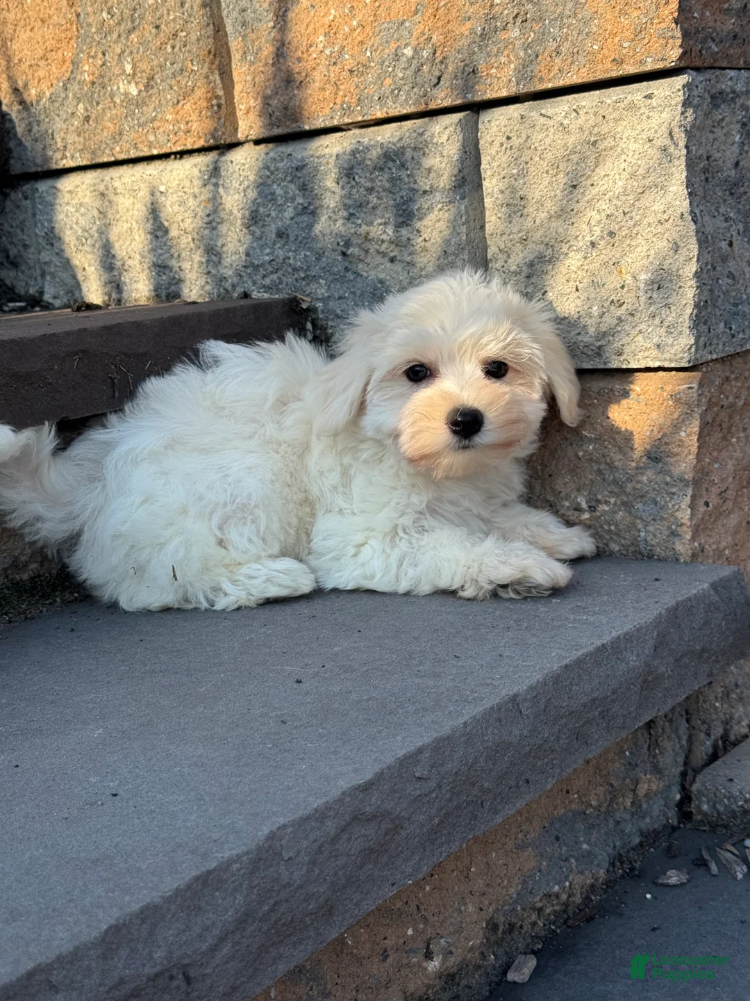 Bichon Frise dogs for sale: Bella  - Ad 4