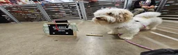 Havanese dogs for sale: Havanese Puppy 2 - Ad 2