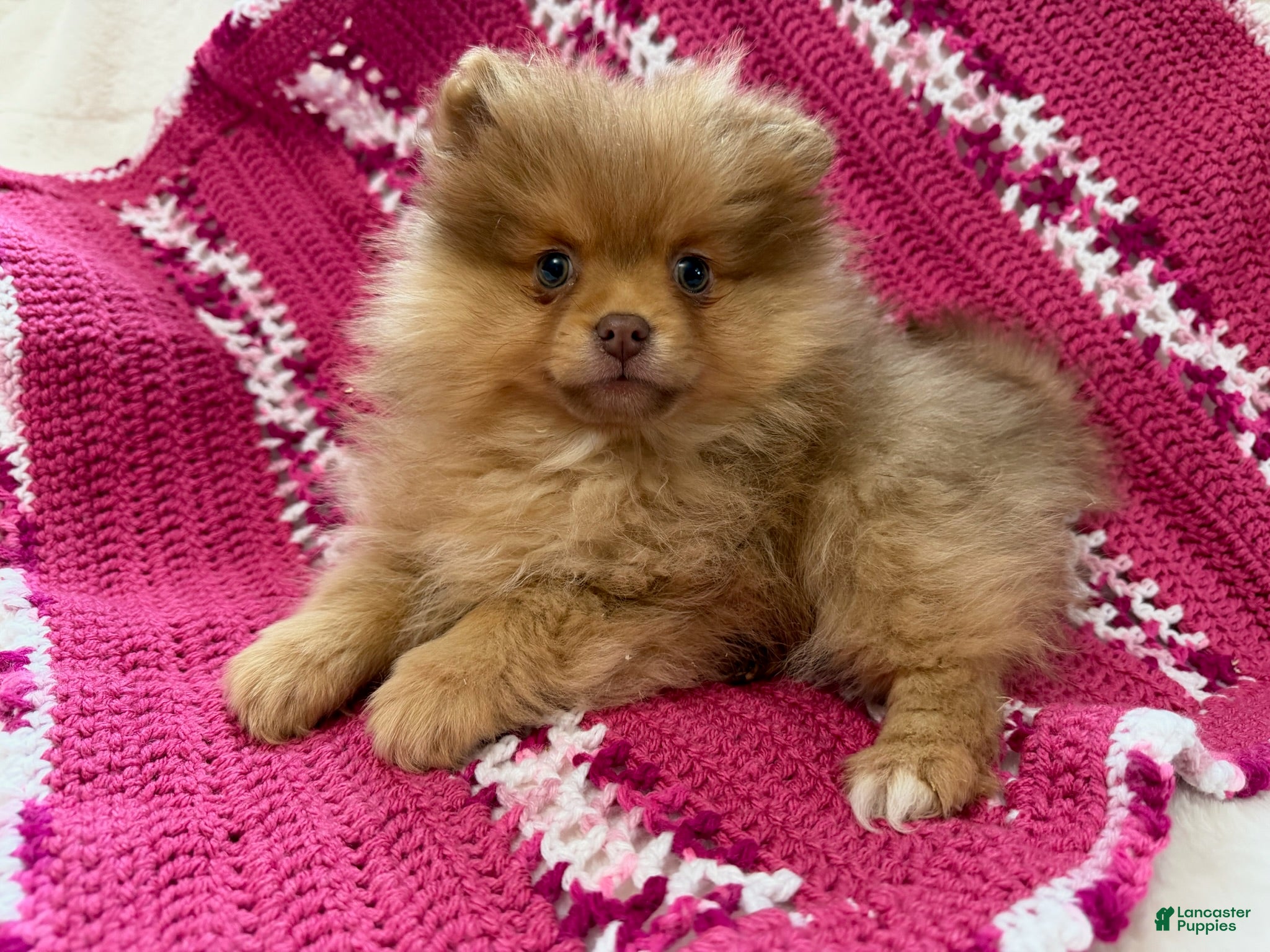 Pomeranian dogs Spice - Ad 36