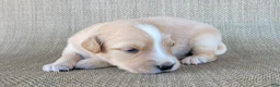Australian Shepherd dogs for sale: Princess - Ad 9