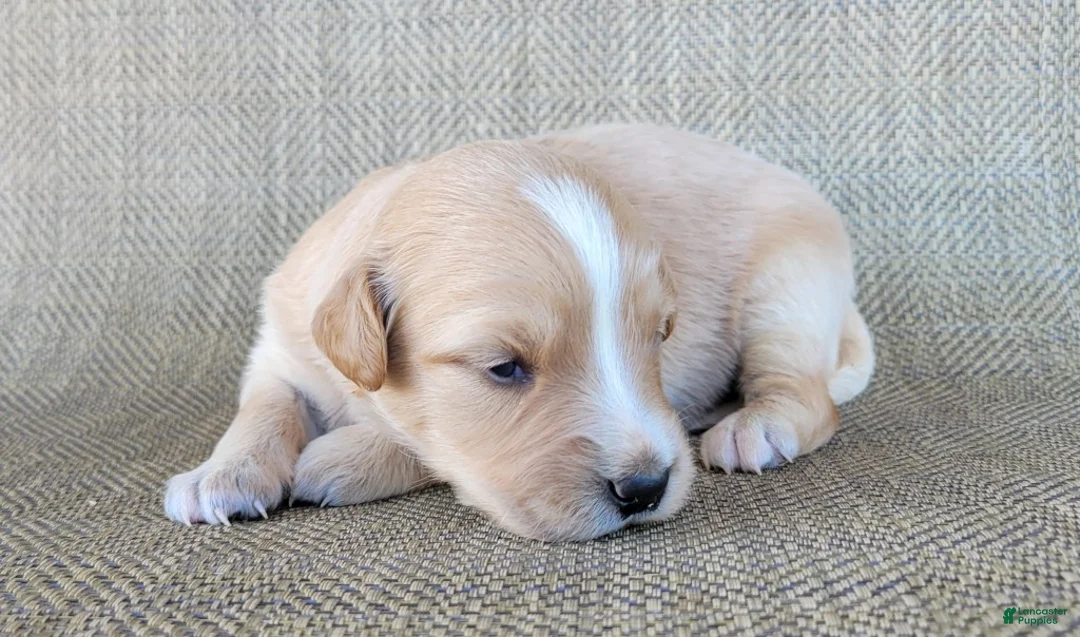 Australian Shepherd dogs for sale: Princess - Ad 9