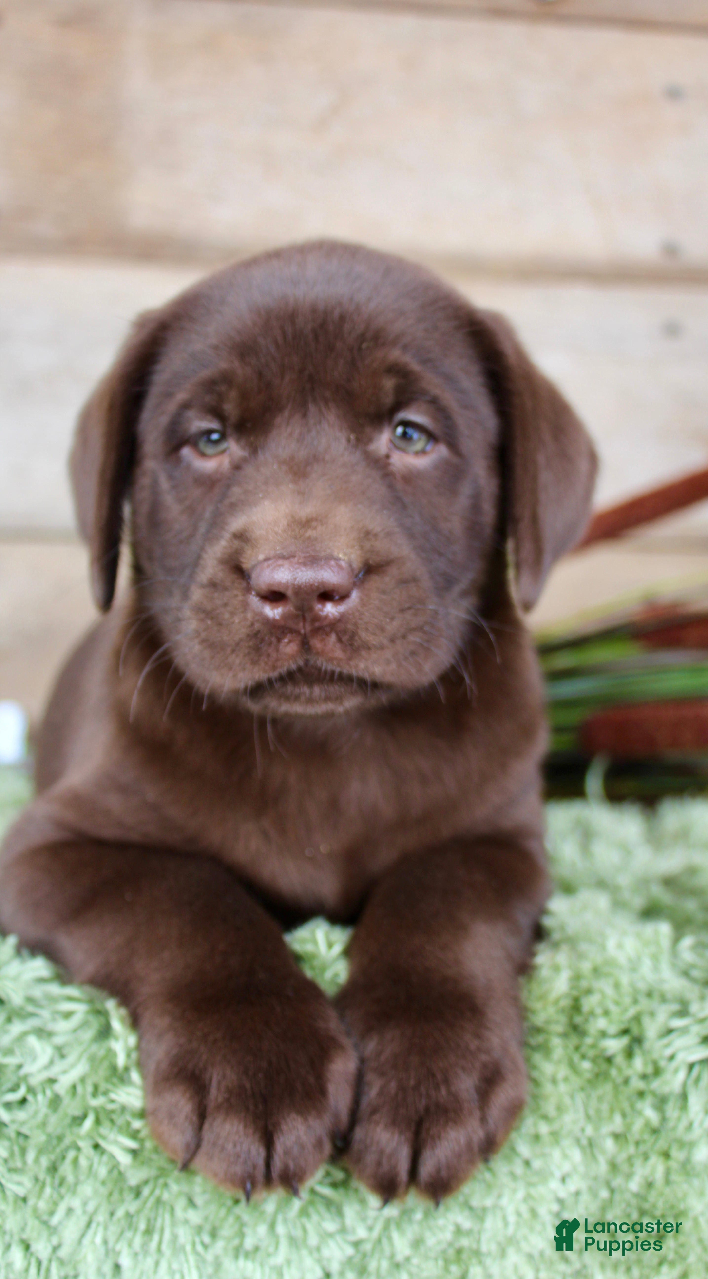 Labrador Retriever dogs Duke  - Ad 31