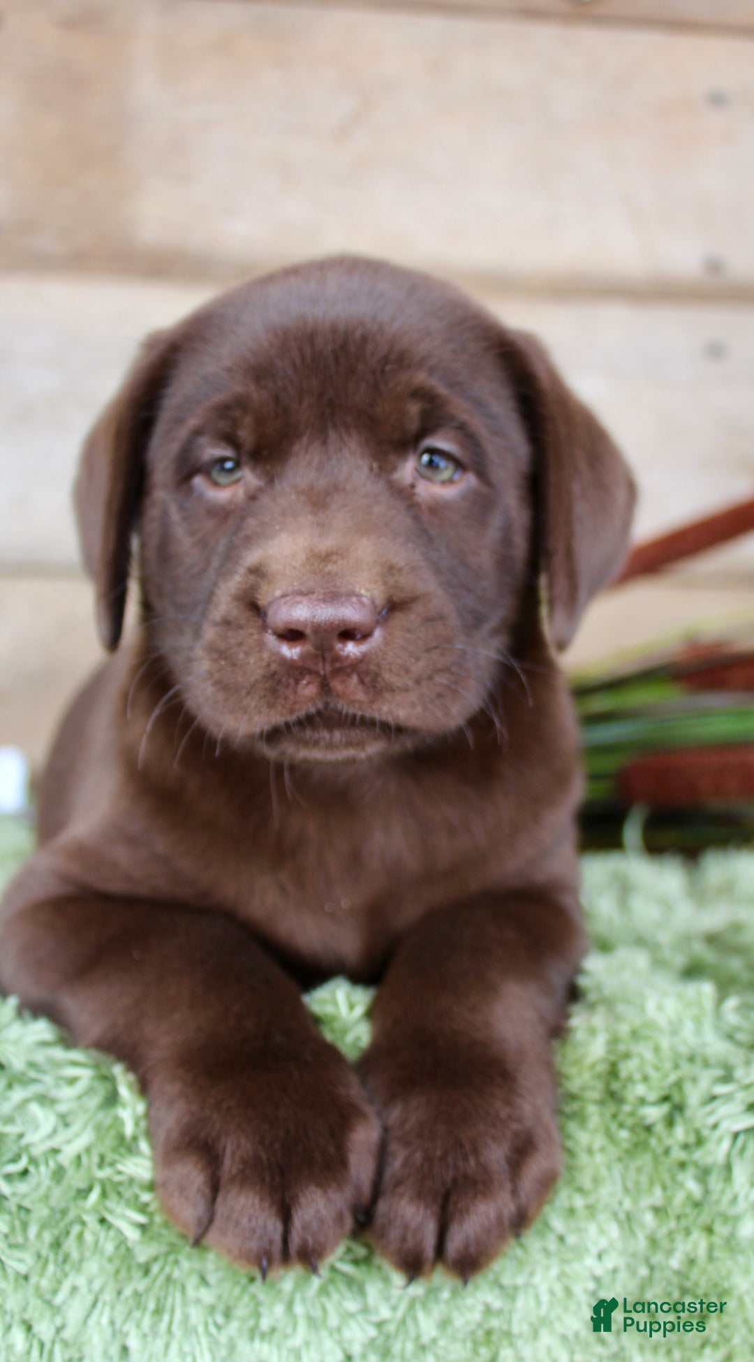 Labrador Retriever dogs for sale: Duke  - Ad 1
