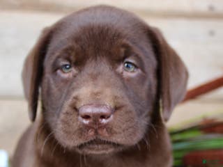 Labrador Retriever dogs Duke - Ad 31