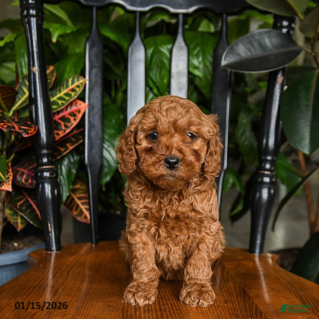 Cavapoo dogs for sale: Blaze - Ad 4