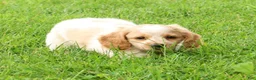 Miniature Dachshund dogs for sale: Hank - Ad 4