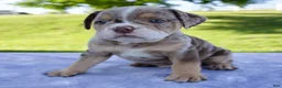 Beabull dogs for sale: Silas - Ad 5