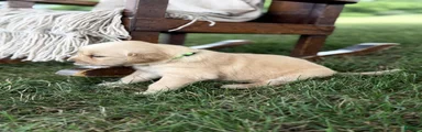 Savannah