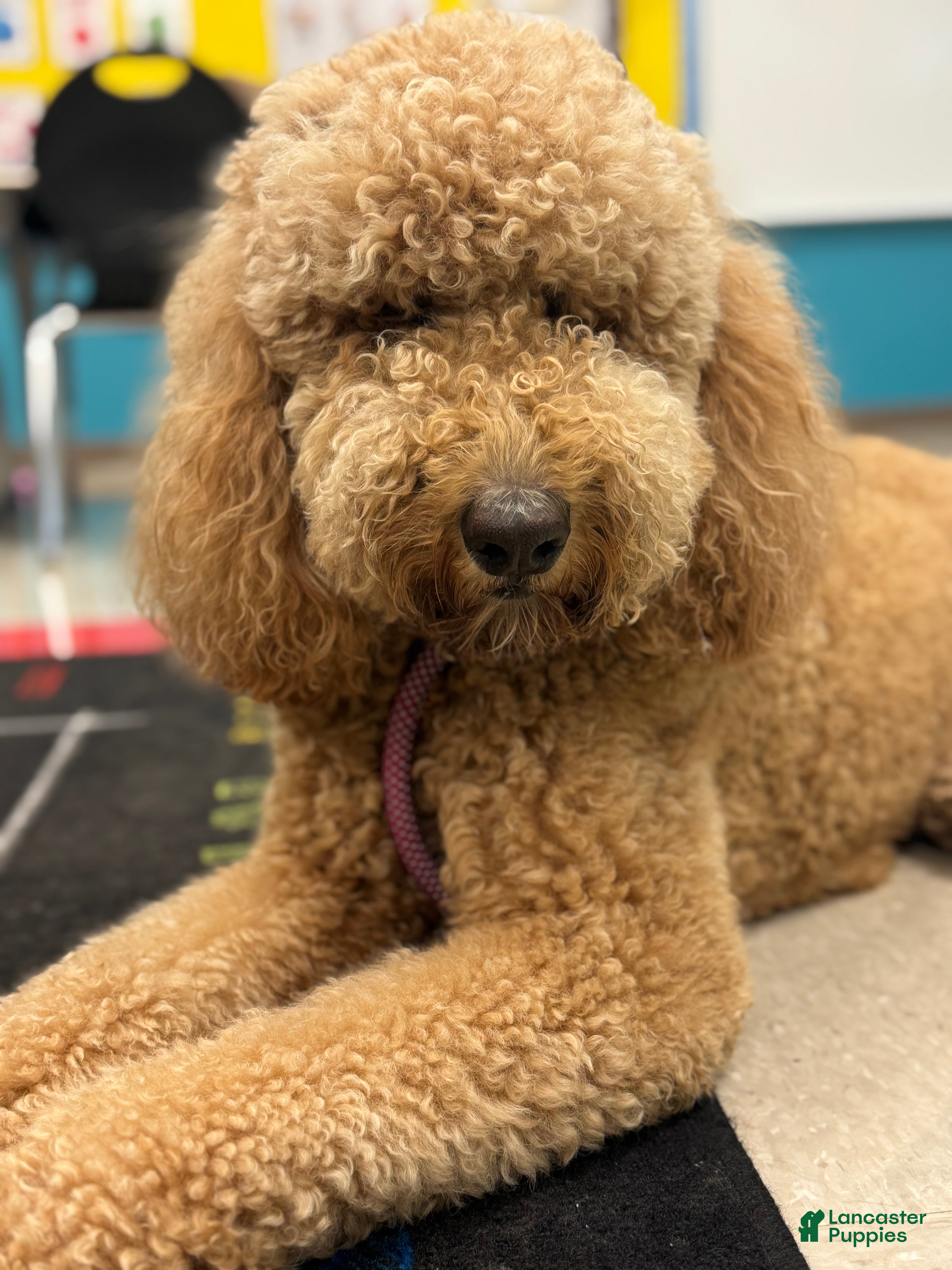 Goldendoodle dogs Giselle - Ad 2
