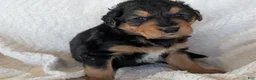 Mixed Breed dogs for sale: Mort - Ad 10