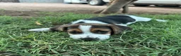 Beagle dogs for sale: Pinto - Ad 4