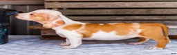 Miniature Dachshund dogs for sale: Chloe - Ad 5