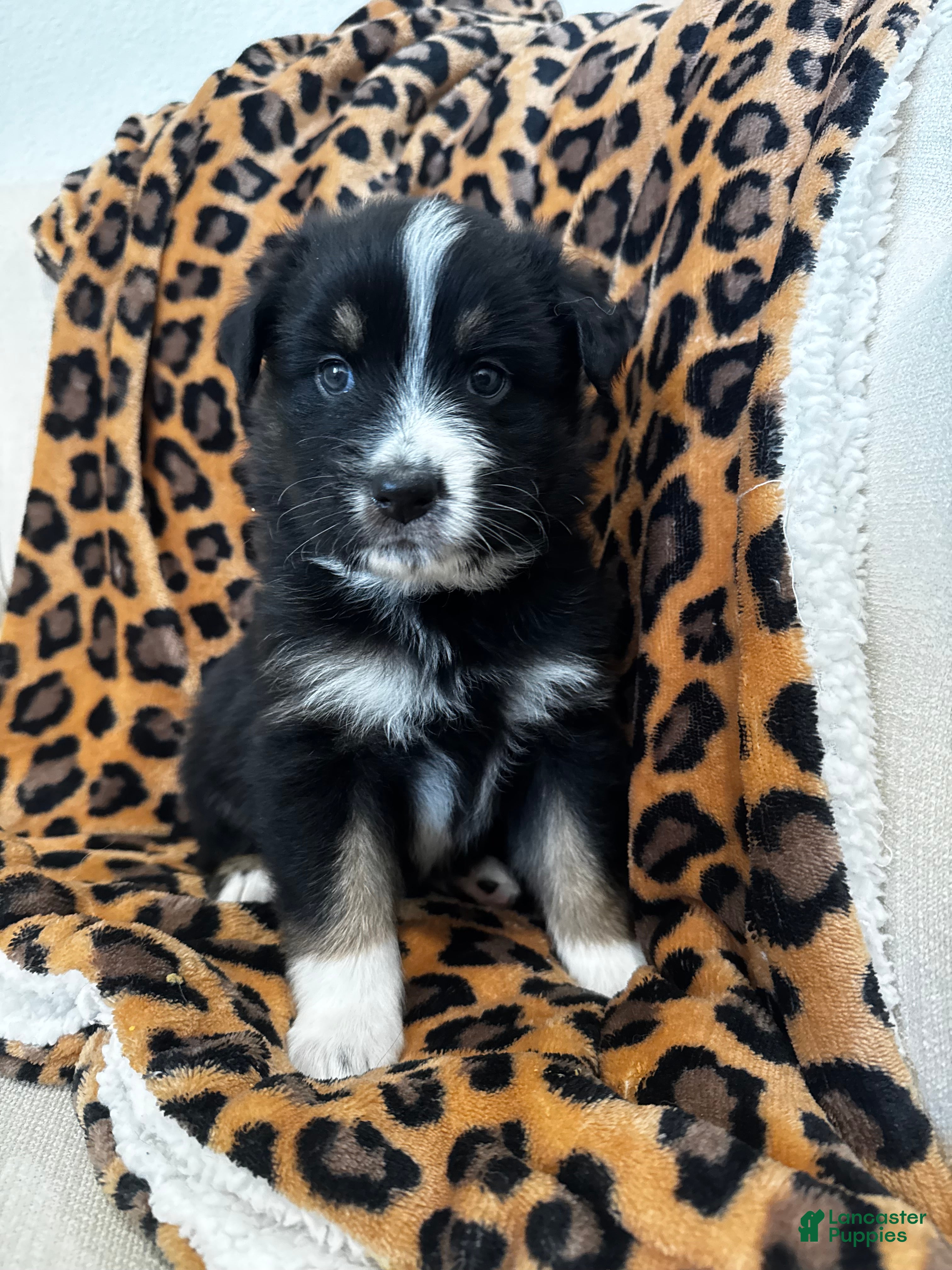 Australian Shepherd dogs Australian Shepherd Puppy 1 - Ad 10