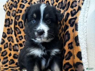 Australian Shepherd dogs Australian Shepherd Puppy 1 - Ad 9