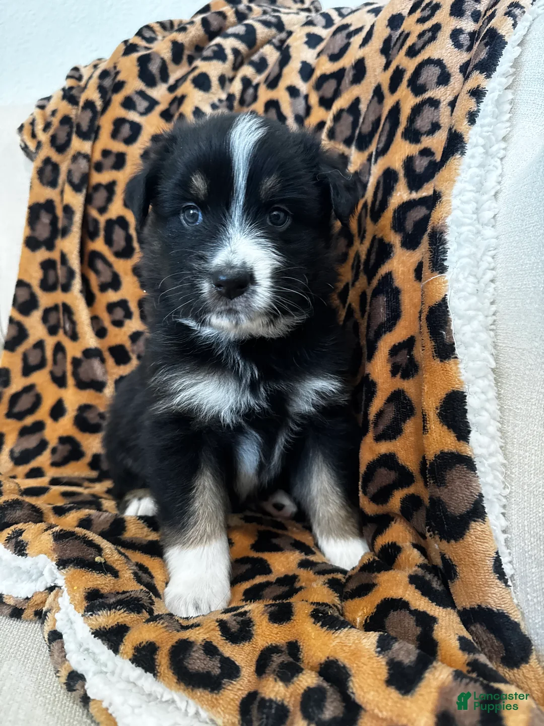 Australian Shepherd dogs for sale: Australian Shepherd Puppy 1 - Ad 1