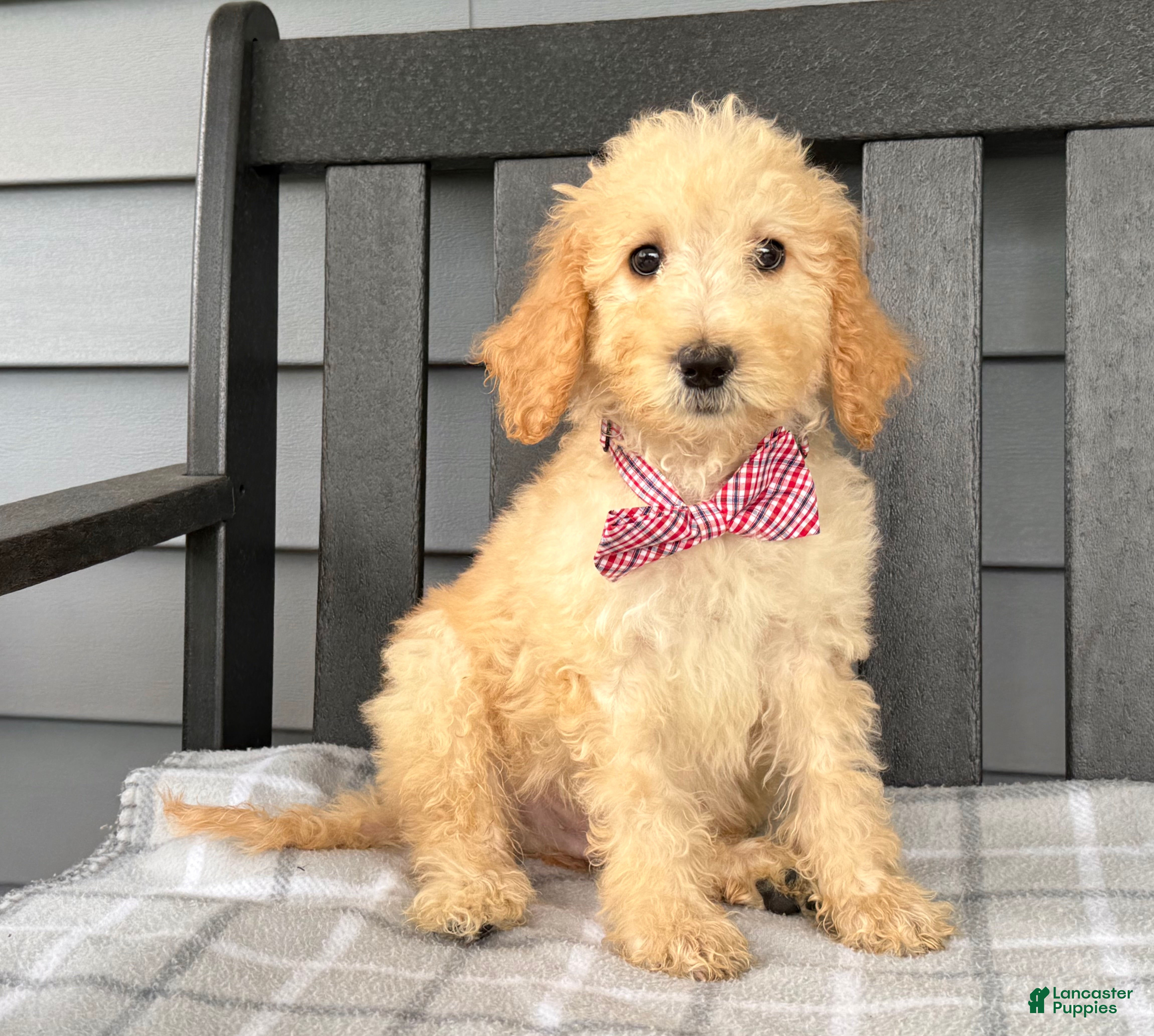 Goldendoodle dogs for sale: Oliver - Ad 1
