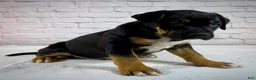 American Bully dogs for sale: XL American Bully Puppy Male - Ad 6