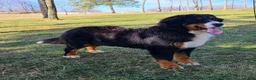 Miniature Bernese Mountain Dog dogs for sale: Riley - Ad 5