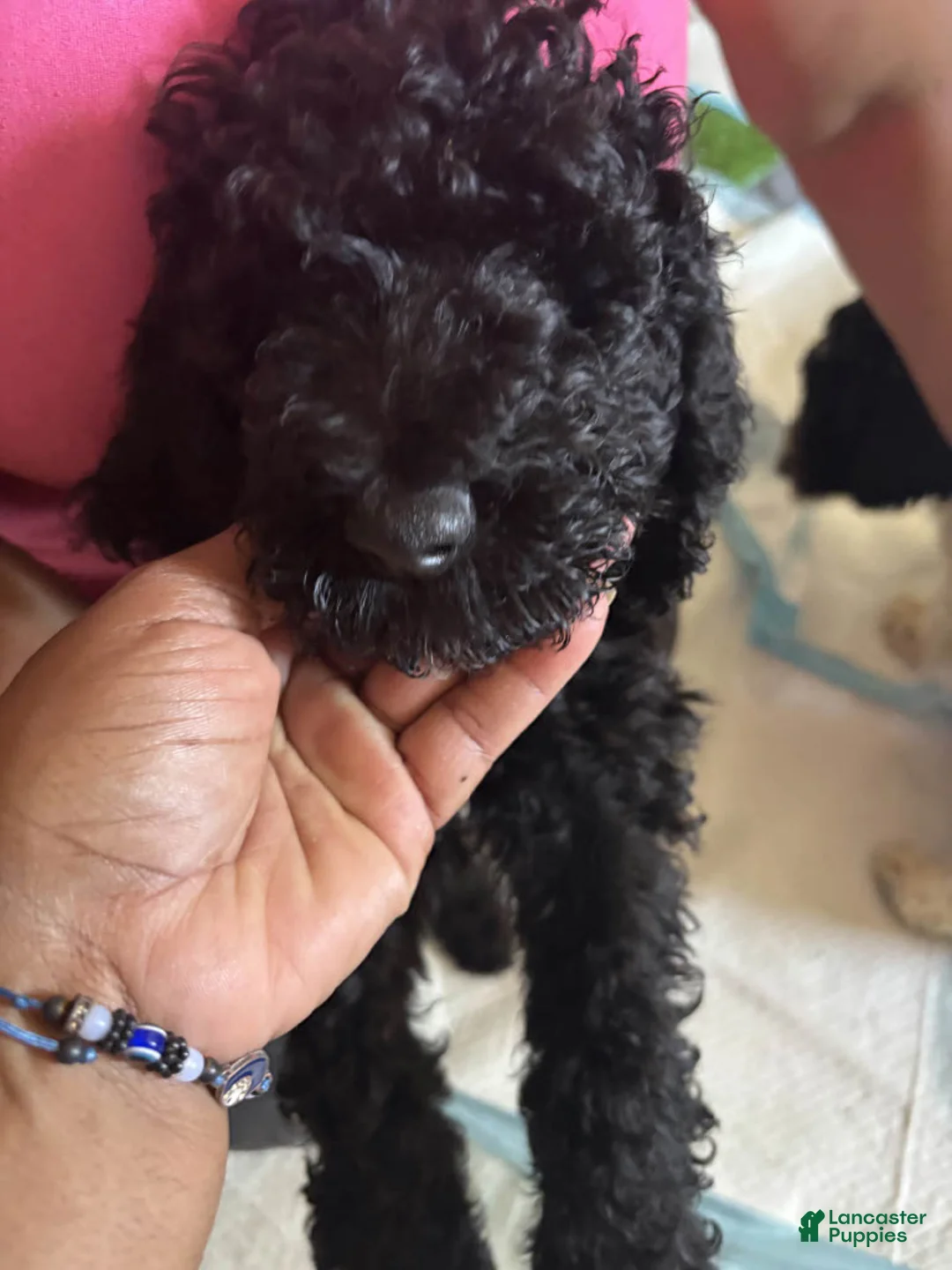 Labradoodle dogs for sale: Diamond - Ad 1