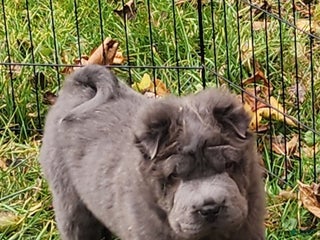 Shar Pei dogs - Ad 2