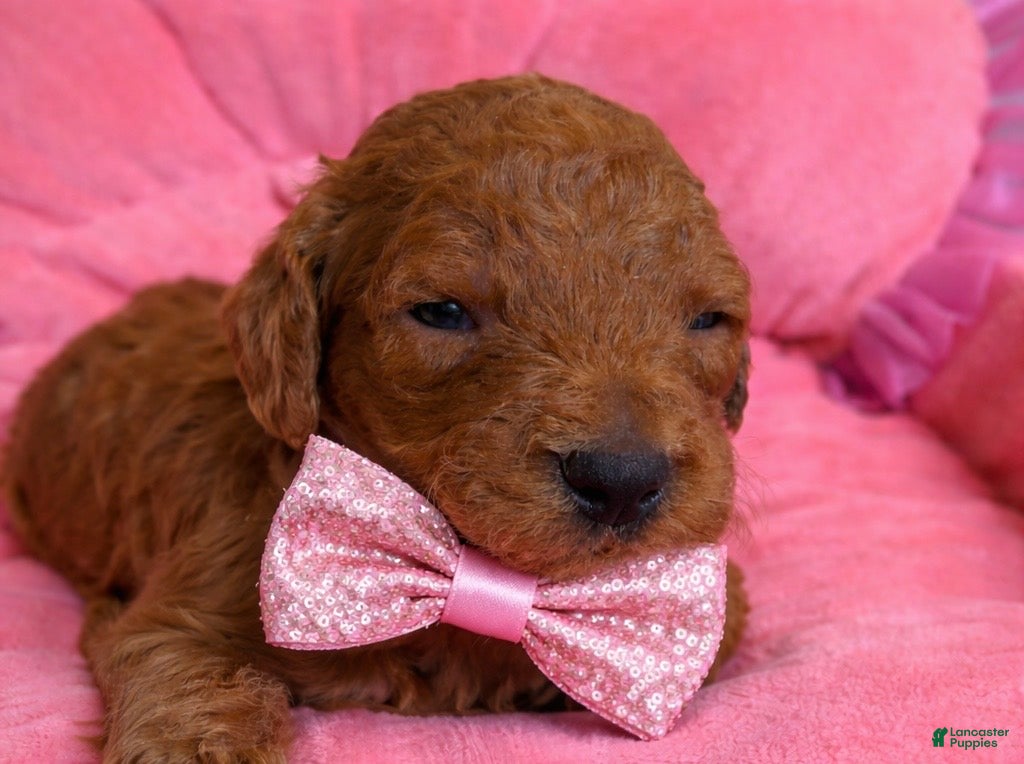 Standard Poodle dogs Cartier  - Ad 7