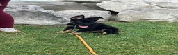 German Shepherd dogs for sale: Max - Ad 1