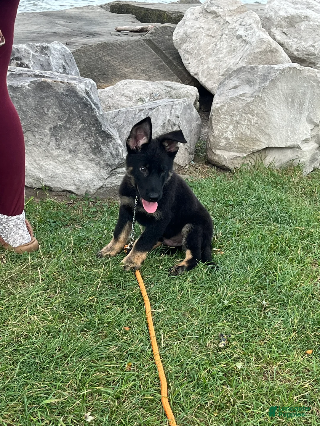 German Shepherd dogs for sale: Max - Ad 1