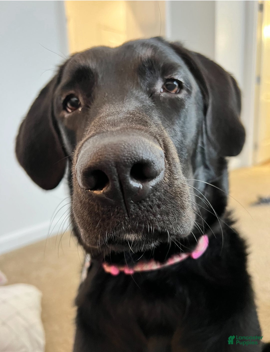 Goldador dogs for sale: Lafawnduh  - Ad 2