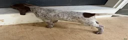German Shorthaired Pointer dogs for sale: Daisy - Ad 3