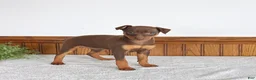 Miniature Pinscher dogs for sale: Jenny - Ad 1