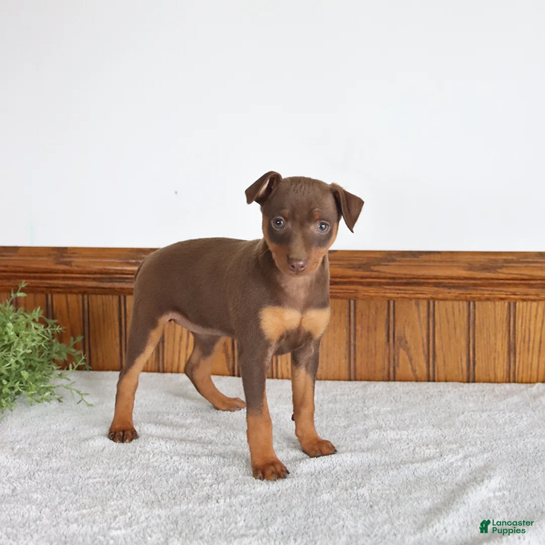 Miniature Pinscher dogs for sale: Jenny - Ad 1