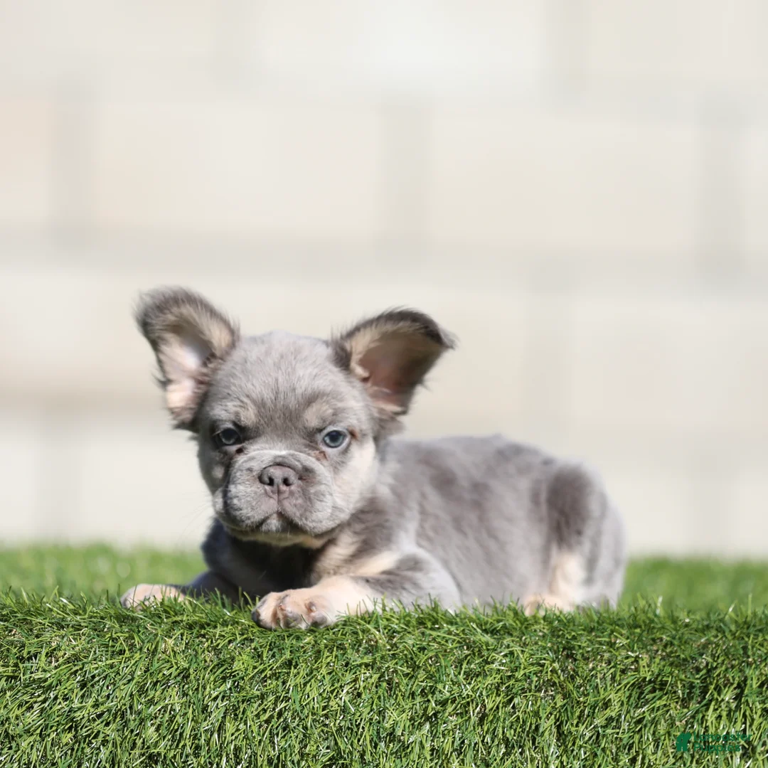 French Bulldog dogs for sale: French Bulldog 2 - Ad 2