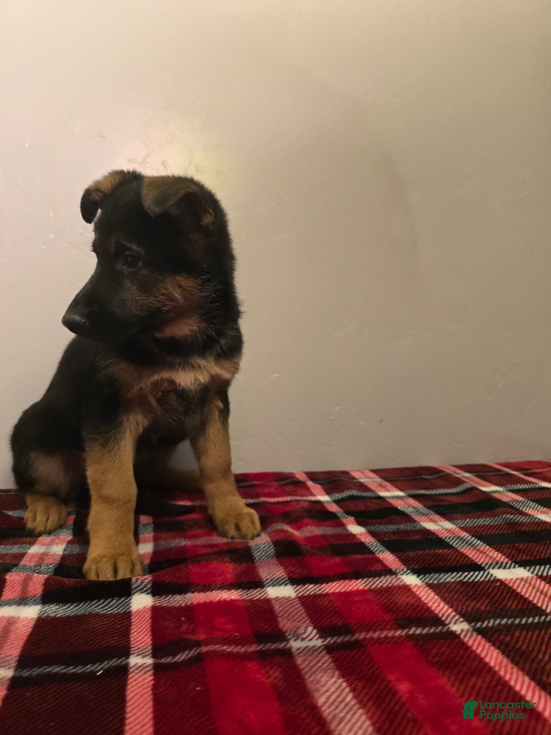 German Shepherd dogs for sale: Silke  - Ad 3