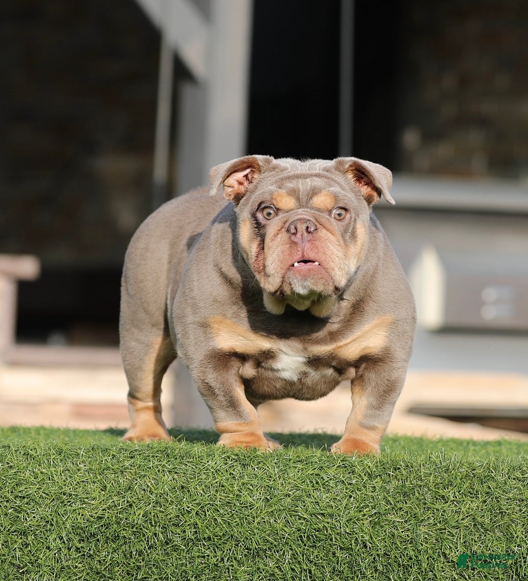 English Bulldog dogs for sale: English Bulldog Puppy 1 - Ad 1