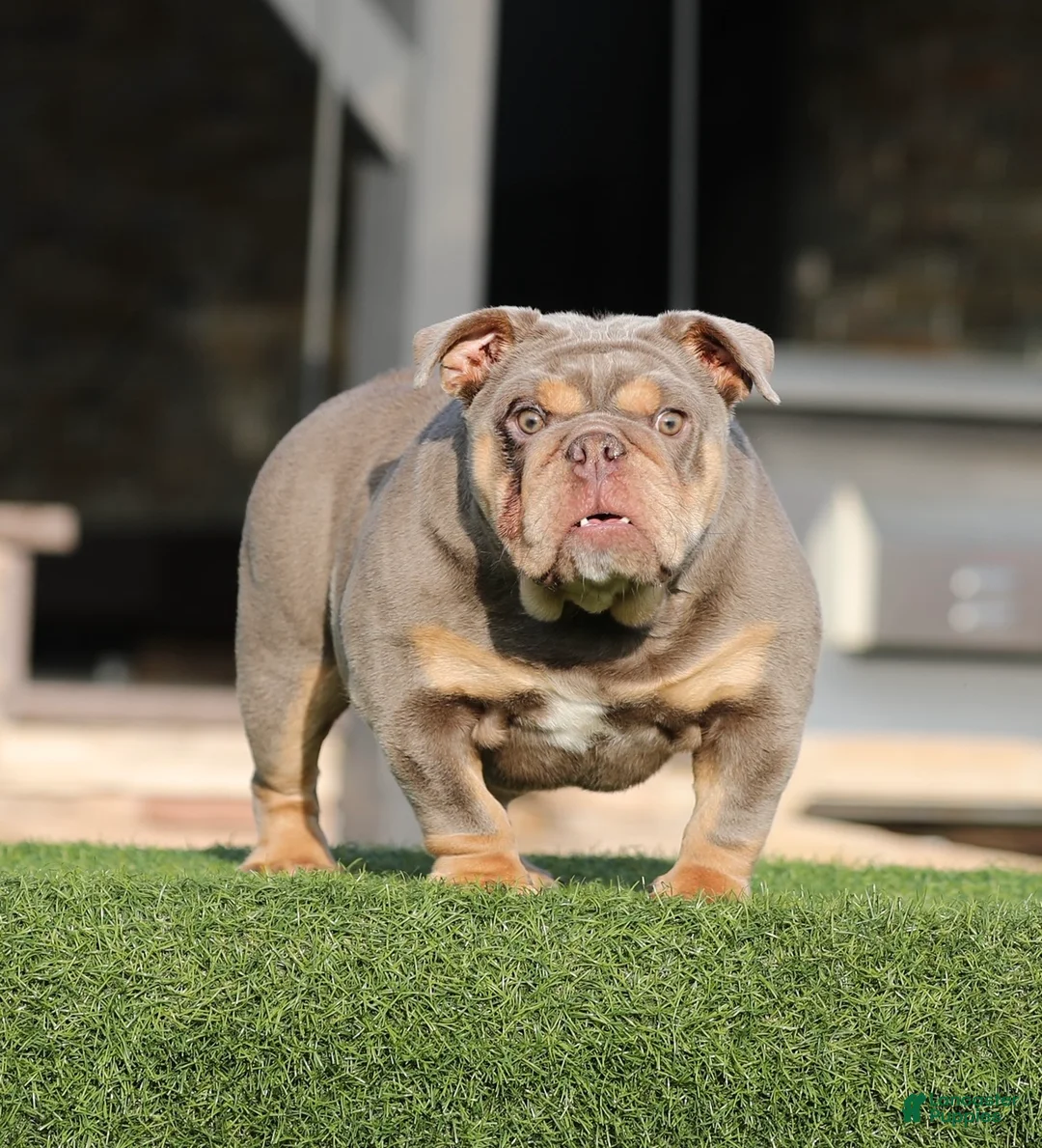 English Bulldog dogs for sale: English Bulldog Puppy 1 - Ad 1