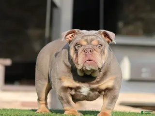 English Bulldog dogs English Bulldog Puppy 1 - Ad 9