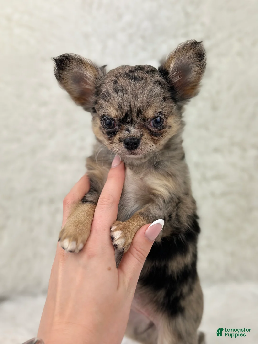 Gallery Image {{count}}